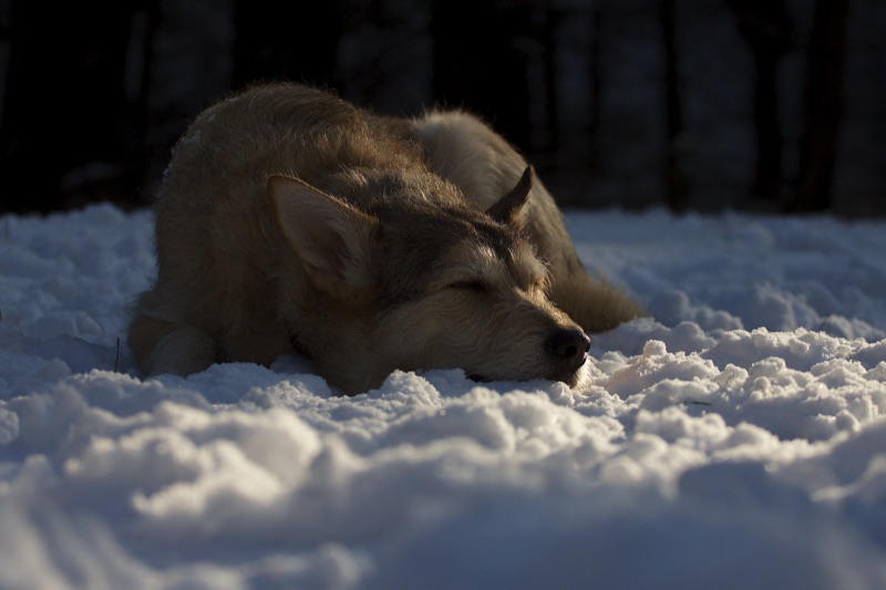 Ben, im Schnee liegend