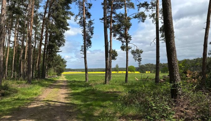 Am Waldrand bei Rädigke