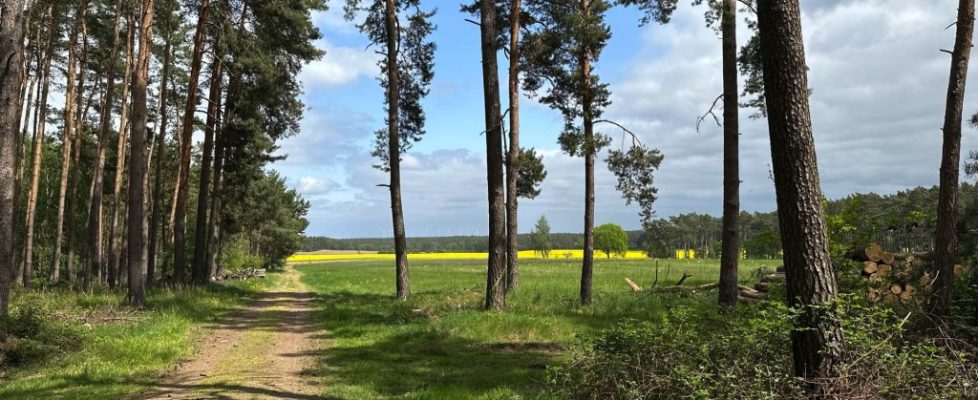 Am Waldrand bei Rädigke