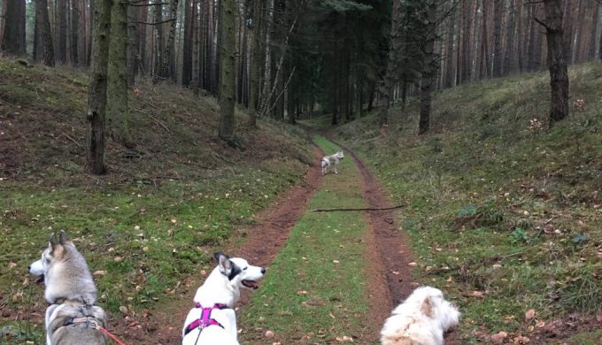 Bergmolchwanderweg_20171223_01