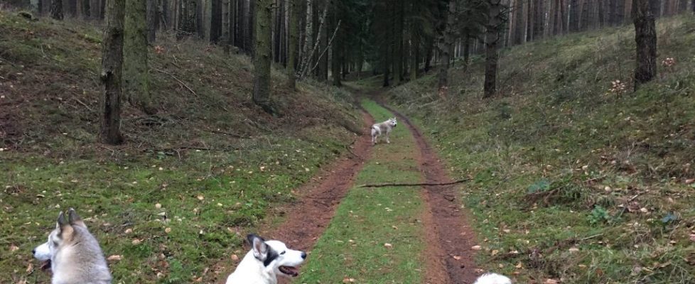 Bergmolchwanderweg_20171223_01