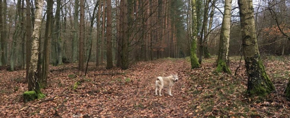 Bergmolchwanderweg_20171223_02