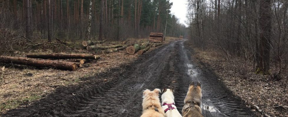 ParforceHeide_20180324_02