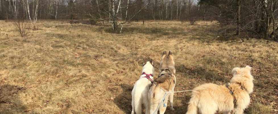 ParforceHeide_20180324_06