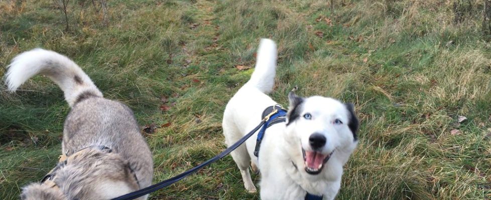 Parforceheide_20171203_01