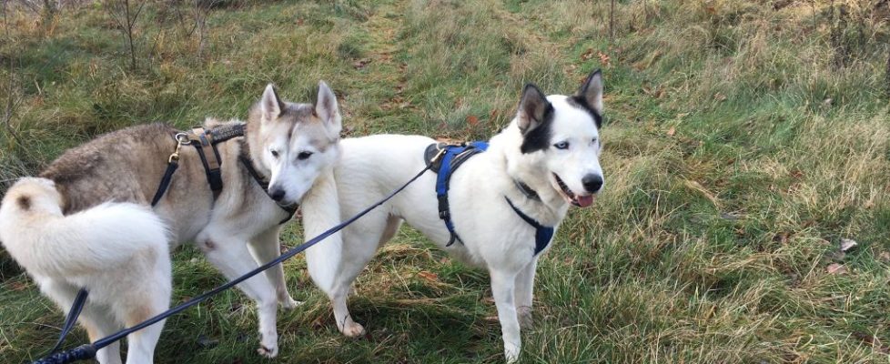 Parforceheide_20171203_02