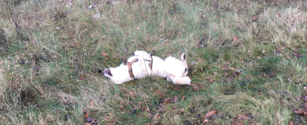 Parforceheide_20171203_04