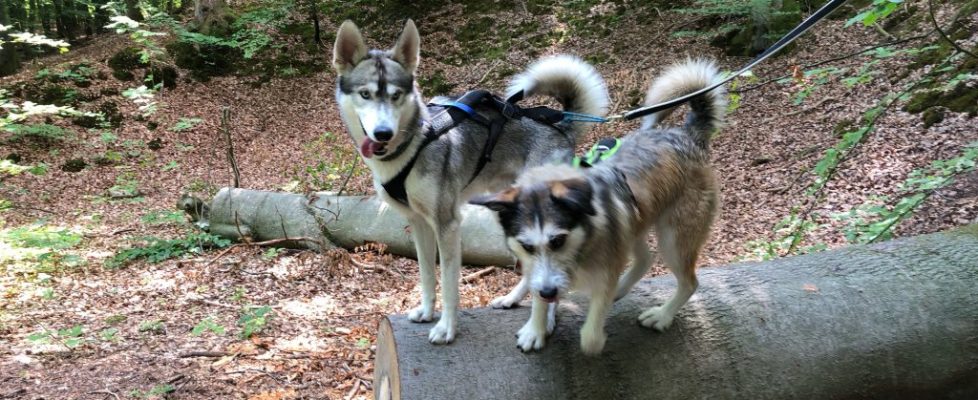 Schaubetal20180623_012