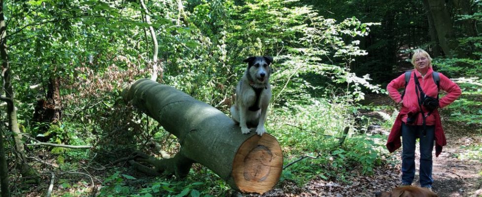 Schaubetal20180623_013