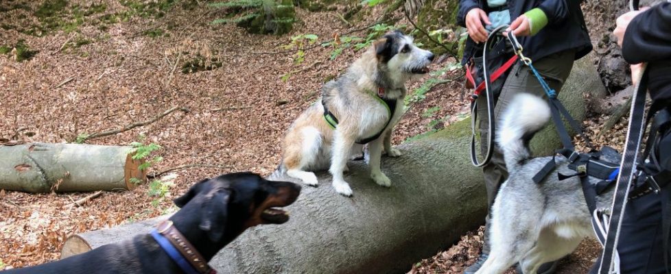 Schaubetal20180623_015