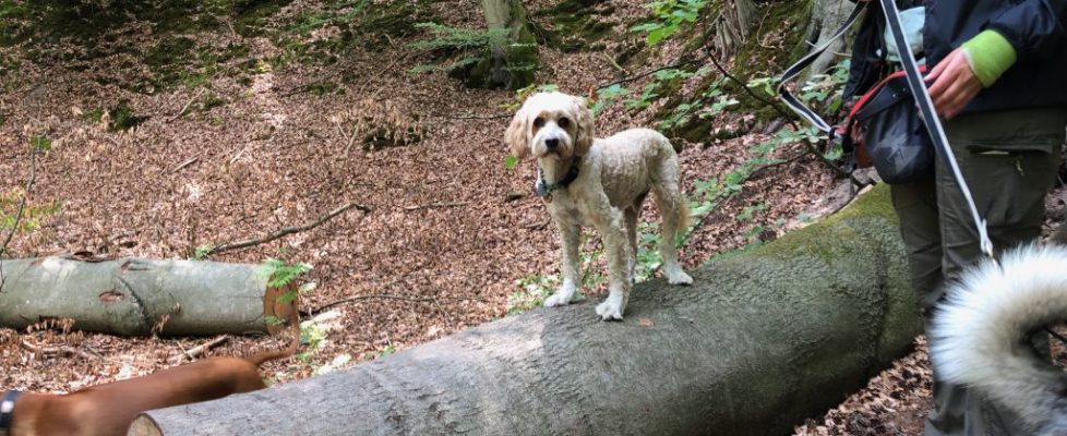 Schaubetal20180623_016