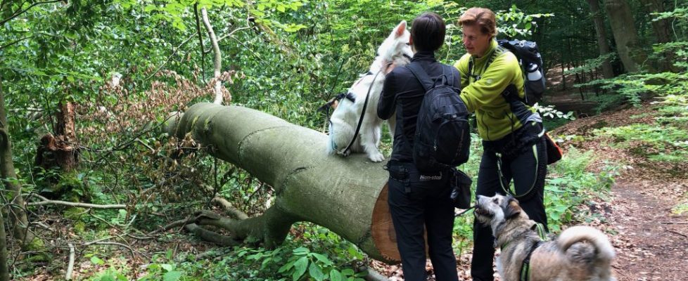 Schaubetal20180623_018