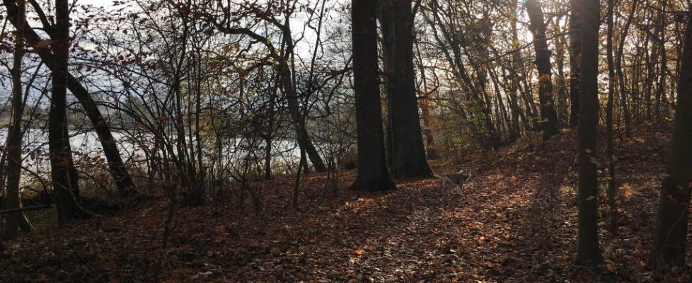 SeddinerSee_20171118_02