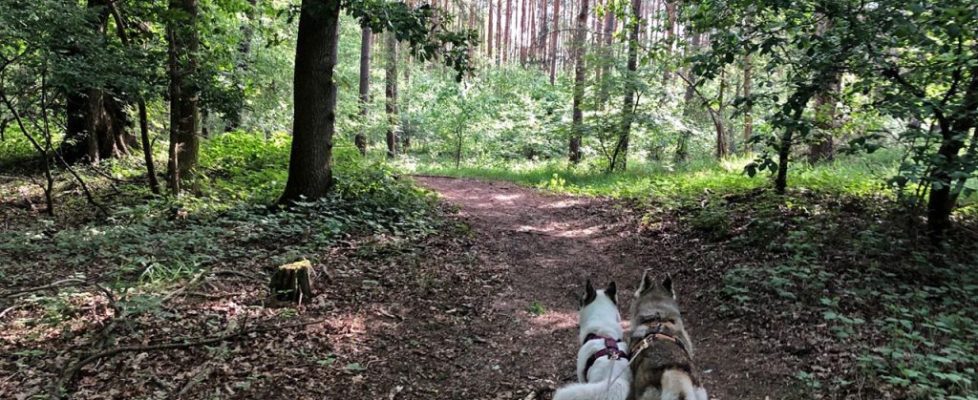 blankenfelde_20180510_01