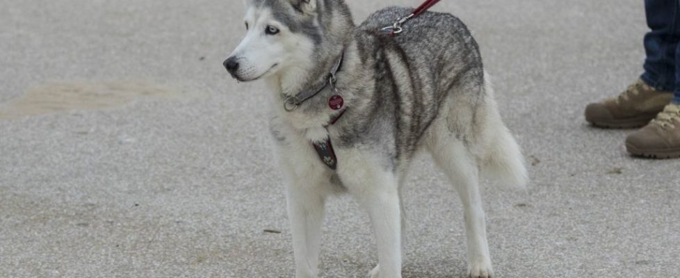 denhaag_20171028_002