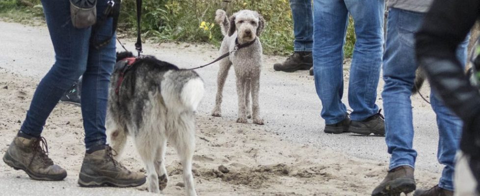 denhaag_20171028_005