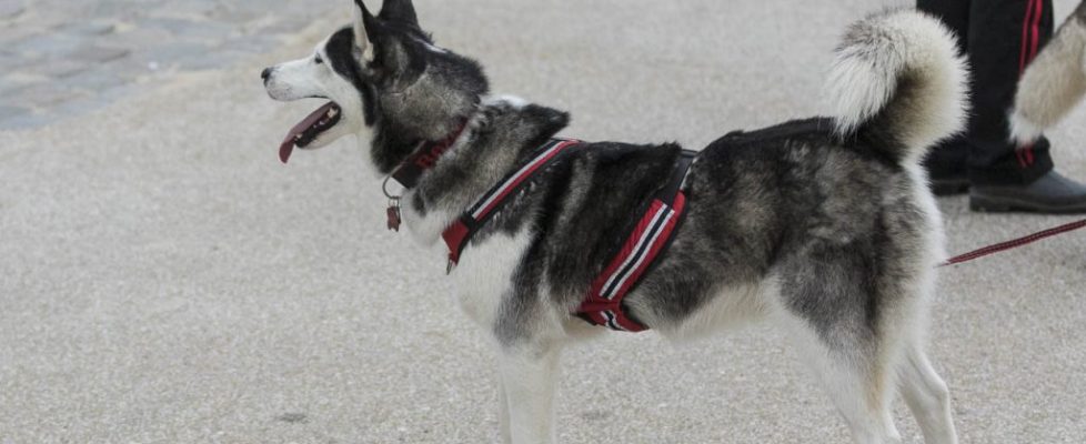 denhaag_20171028_006