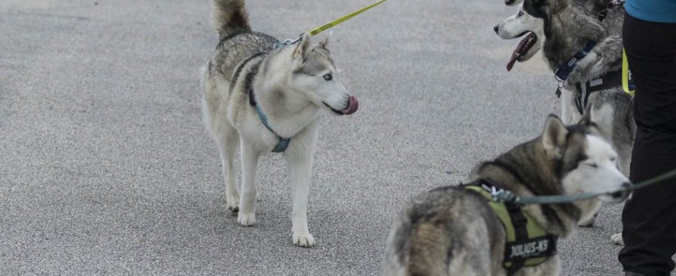 denhaag_20171028_009