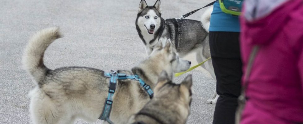 denhaag_20171028_010