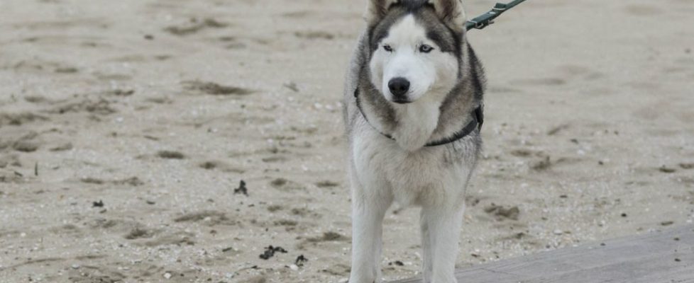 denhaag_20171028_014