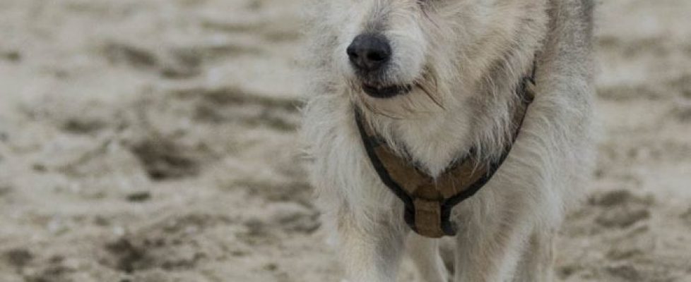 denhaag_20171028_018