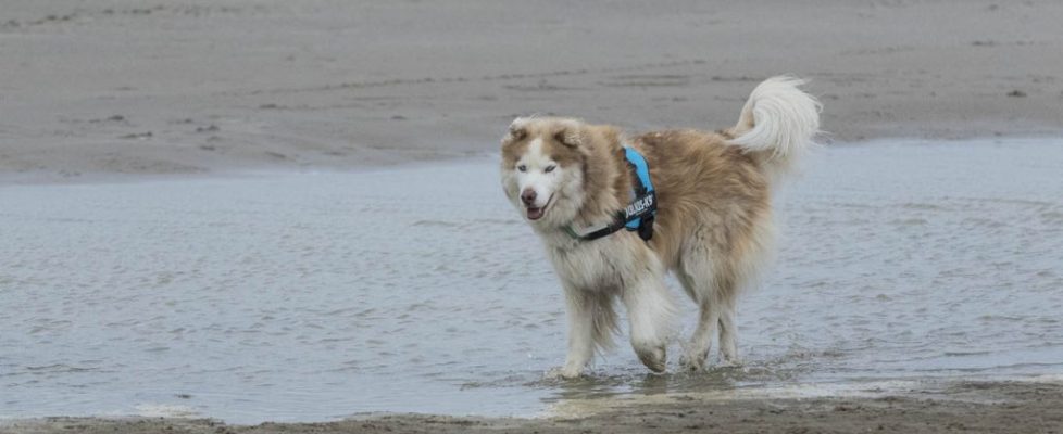 denhaag_20171028_026