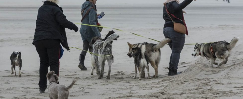 denhaag_20171028_029