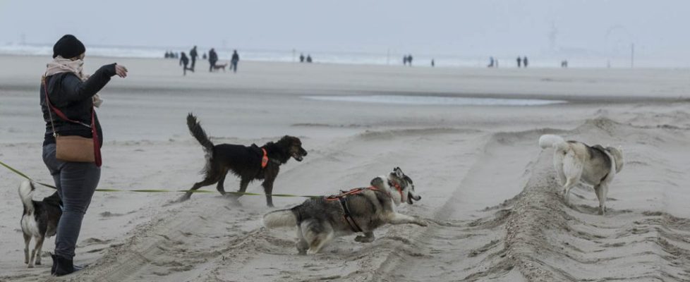 denhaag_20171028_031