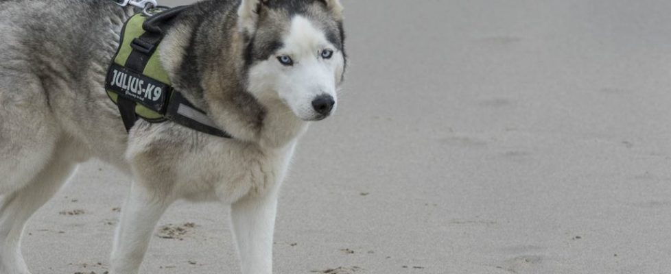 denhaag_20171028_032