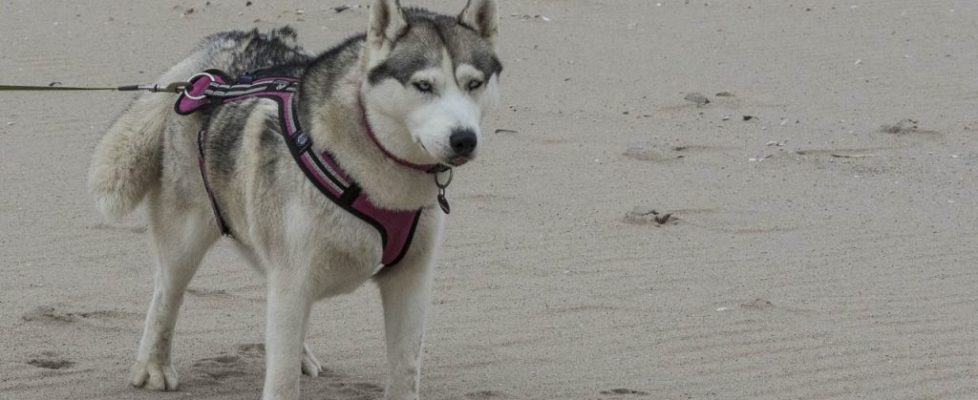 denhaag_20171028_037