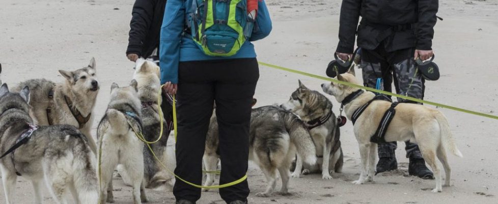 denhaag_20171028_038