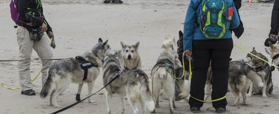 denhaag_20171028_039