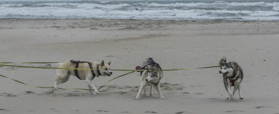 denhaag_20171028_041