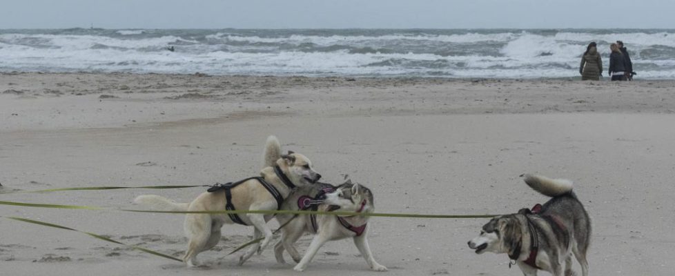 denhaag_20171028_042