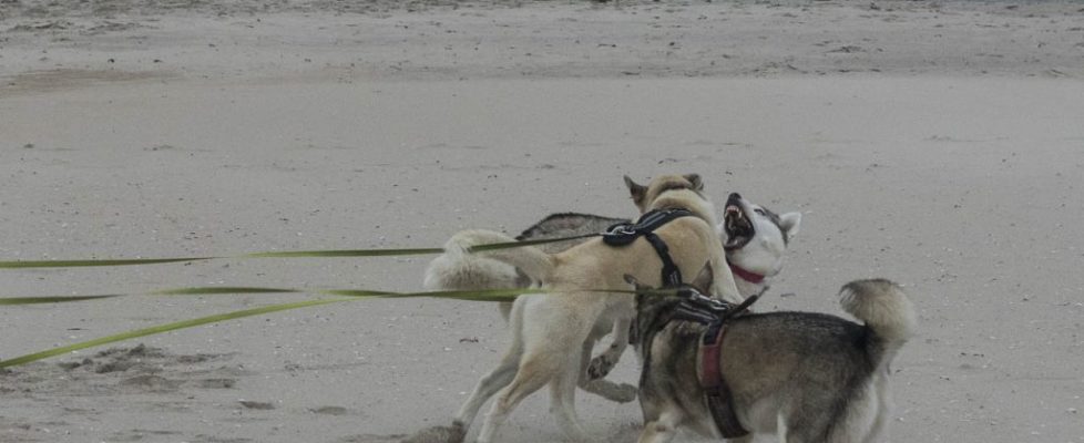 denhaag_20171028_043