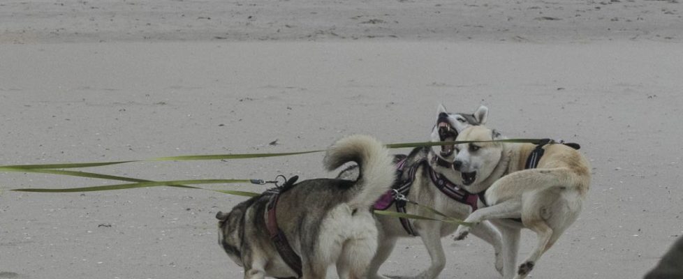 denhaag_20171028_044