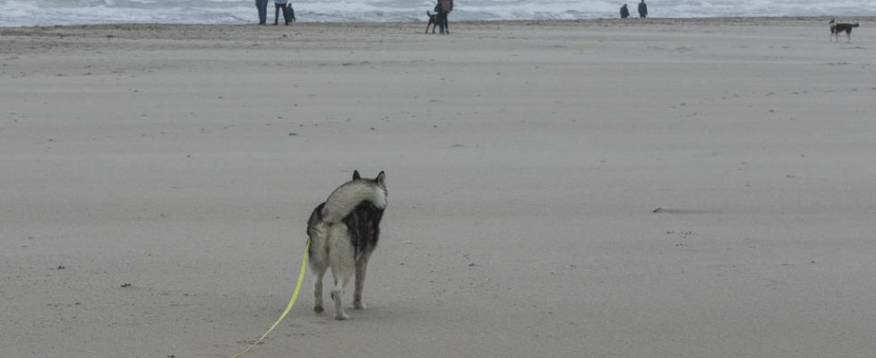 denhaag_20171028_045