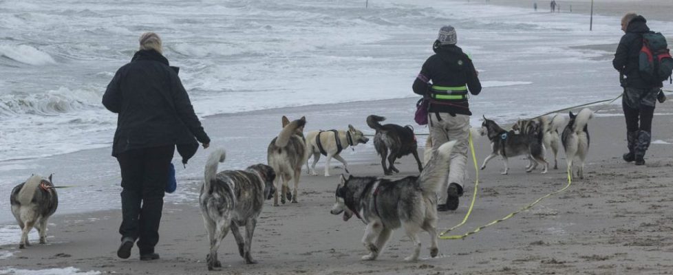 denhaag_20171028_050