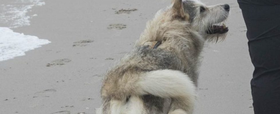 denhaag_20171028_052