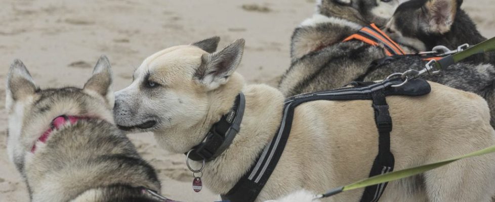 denhaag_20171028_054