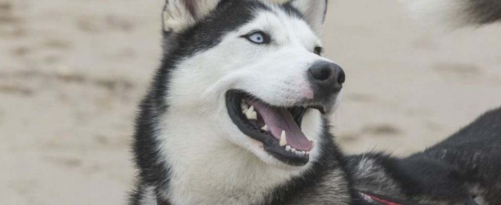 denhaag_20171028_056