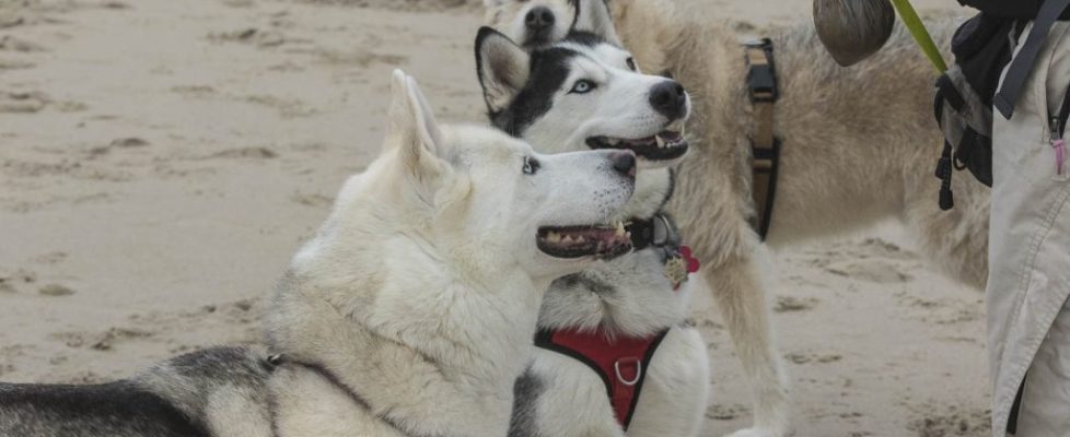 denhaag_20171028_057