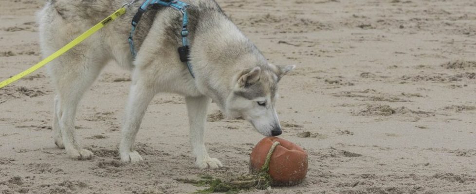 denhaag_20171028_058