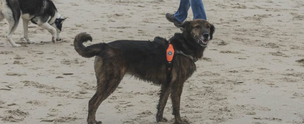 denhaag_20171028_059