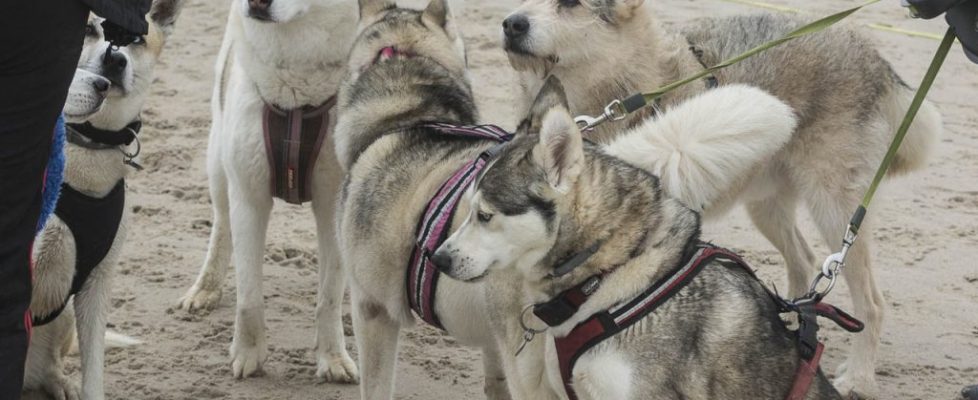 denhaag_20171028_060