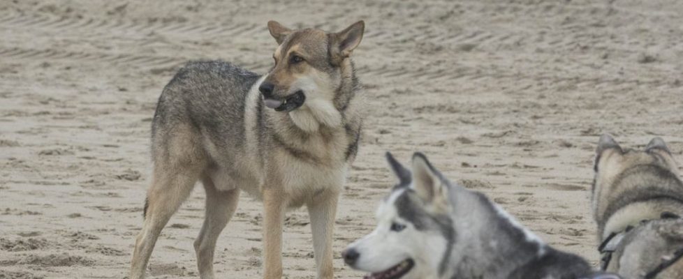 denhaag_20171028_061