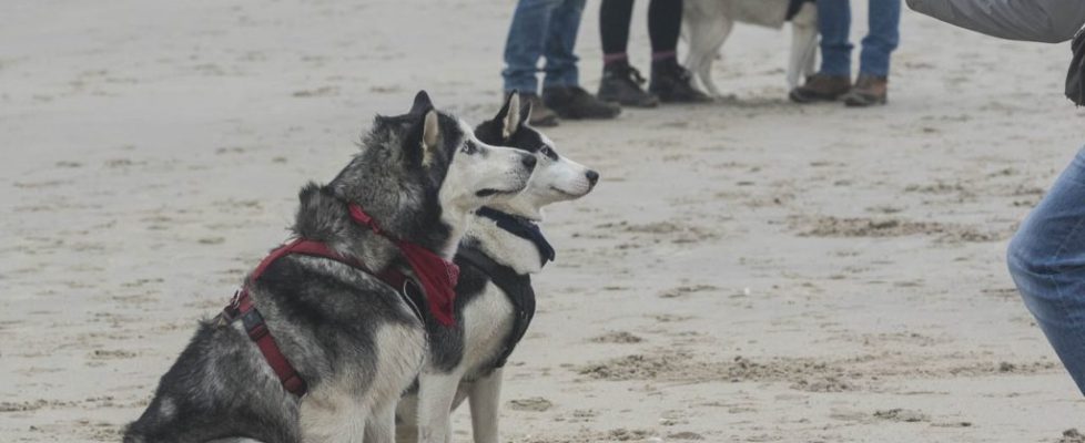 denhaag_20171028_062