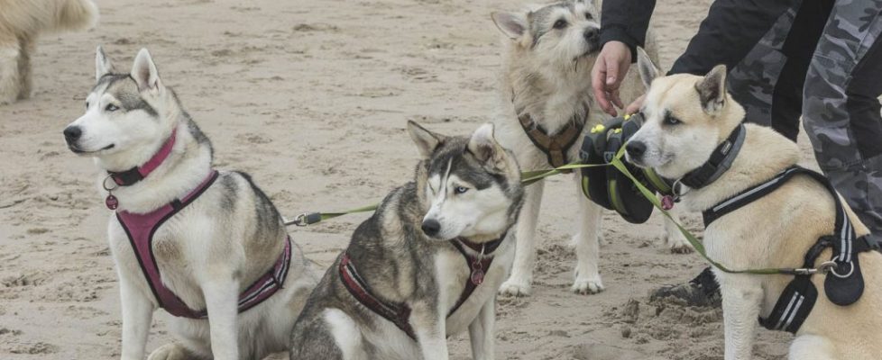 denhaag_20171028_066