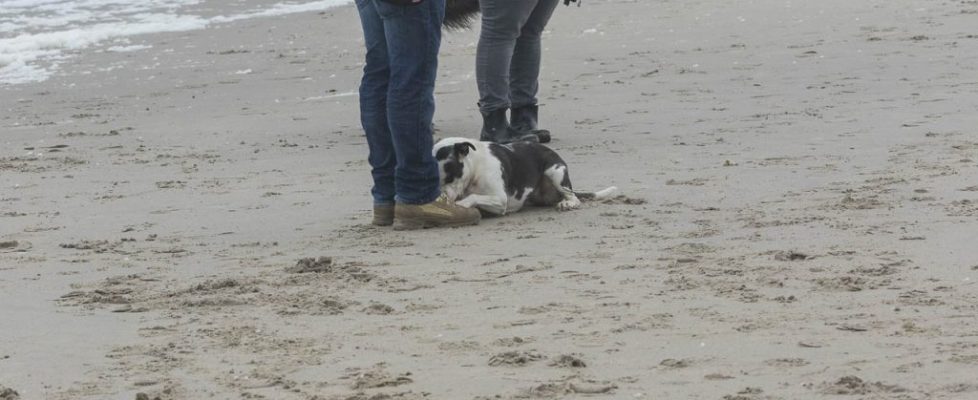 denhaag_20171028_067