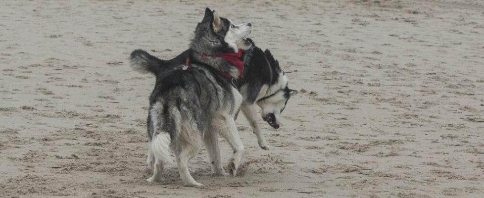 denhaag_20171028_069